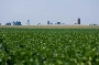 ESTUDO MOSTRA CONTRADIÇÕES AGRÍCOLAS.