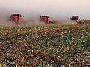 PRODUTORES ENDIVIDADOS E ASSOCIAÇÕES.