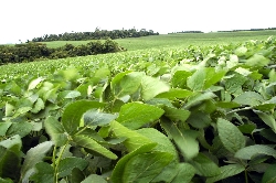 MATERIA SOBRE ESTATÍSTICA SOBRE O USO DAS CULTIVARES DE SOJA NOS ÚLTIMOS ANOS