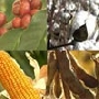 É POSSÍVEL HARMONIZAR A AGRICULTURA FAMILIAR COM O AGRONEGÓCIO BRASILEIRO.