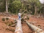 LEI AMBIENTAL DE SC. PERFIL DO GOVERNADOR LUIZ HENRIQUE.