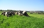 INTEGRAÇÃO DA AGROINDUSTRIA É DESENVOLVER AÇÕES CONJUNTAS DE MERCADO.