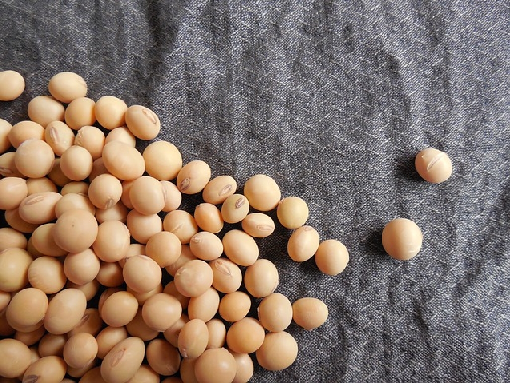 Colheita da soja supera 15% na região de Ijuí (RS) com média acima de 50 sacas.