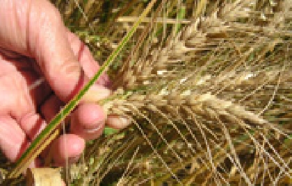 Setor de sementes tem boas expectativas para 2008