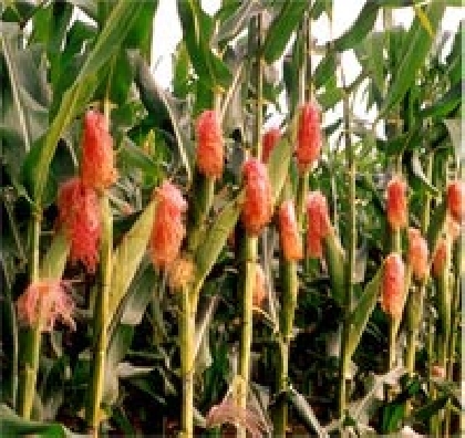 AGRICULTURA: COOPERATIVAS DO PR CONSTITUEM CONSÓRCIO DE INSUMOS .