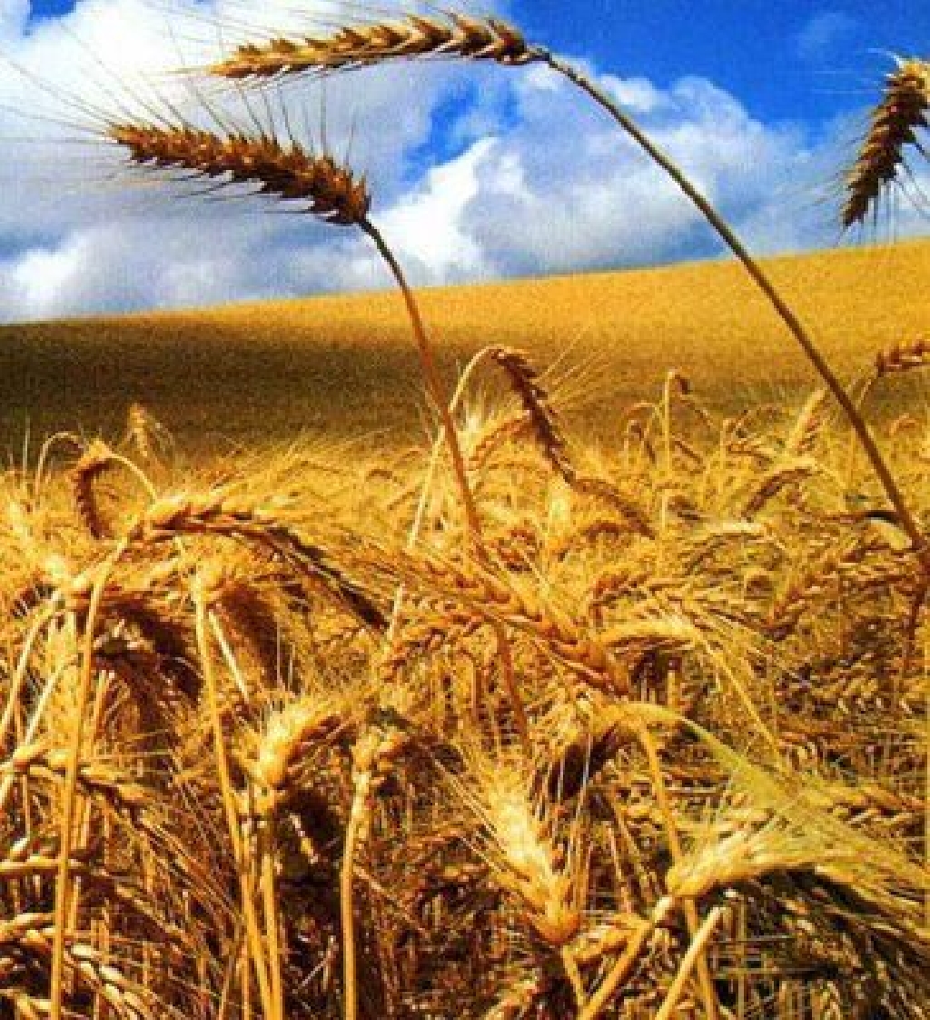 Como estão as lavouras de trigo no Rio Grande do Sul? Com o clima seco, plantio de trigo evoluiu bem na última semana .