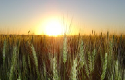 PRODUÇÃO GLOBAL DE TRIGO DEVE CAIR 6% EM 2009/10. PREVÊ IGC.