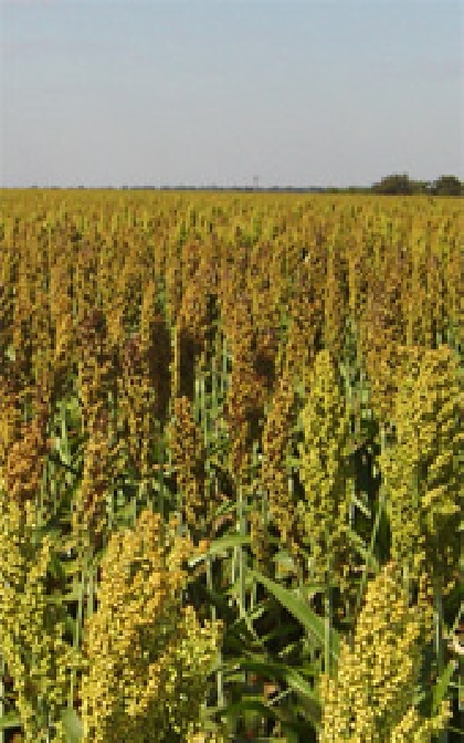 SORGO SACARINO PRODUZ ETANOL NA ENTRESSAFRA DA CANA.