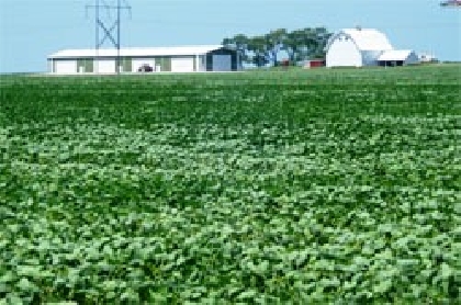 PROGRAMA DE BIODIESEL MANTERÁ DEPENDÊNCIA DA SOJA ATÉ 2015.