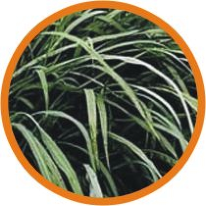 PANICUM TANZNIA