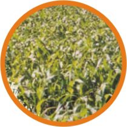 SORGO FORRAGEIRO BR 655