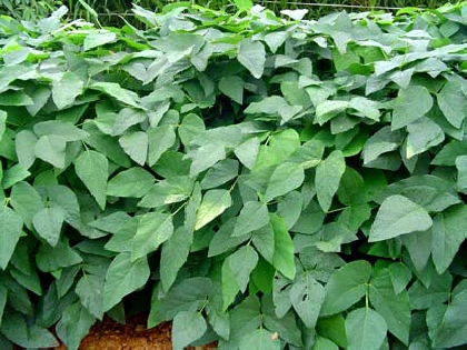 MUCUNA AN